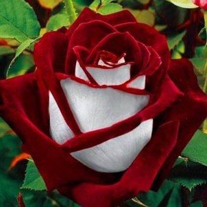 Meet your Posher, Rose-anna